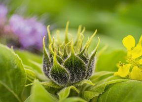 Geschlossene Blüte Sonnenblume