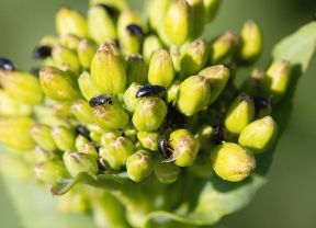 Rapsblüte vor dem öffnen