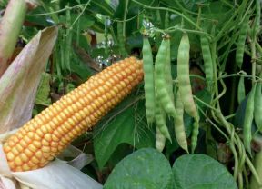 Mischanbau von Mais und Stangenbohne