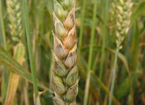 Weizenähre befallen mit Fusarium