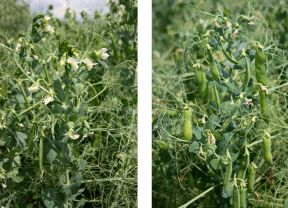 Sommererbse (links) gegen Wintererbse (rechts) (Foto: A. Deubel)