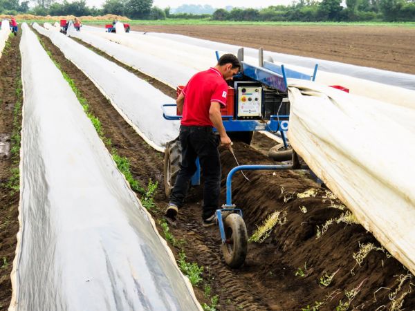 Spargel stechen