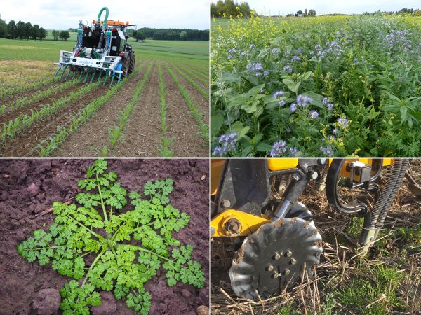 Collage aus Hundskerbel, Zwischenfrucht, Düngung