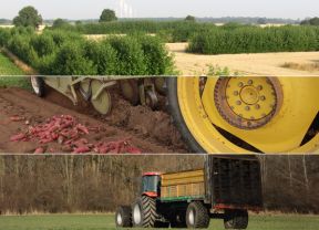Collage mit Agroforst, Süßkartoffeln und Dungstreuer