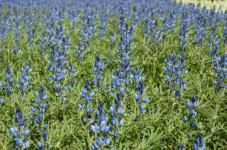 Stand- und platzfeste Blaue Lupine - Pfluglos