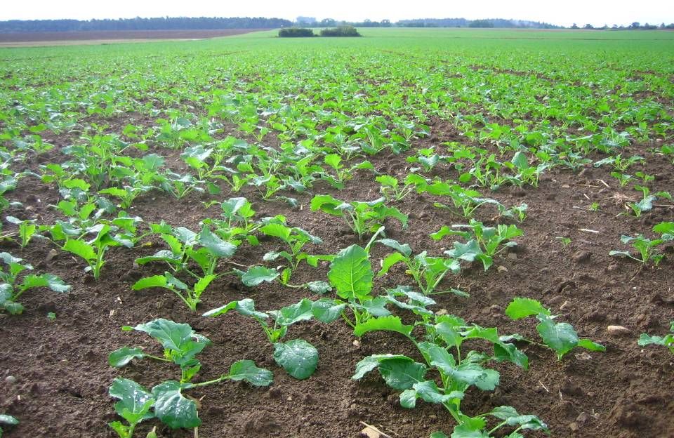 Raps als „Gesundfrucht“ nutzen Pfluglos